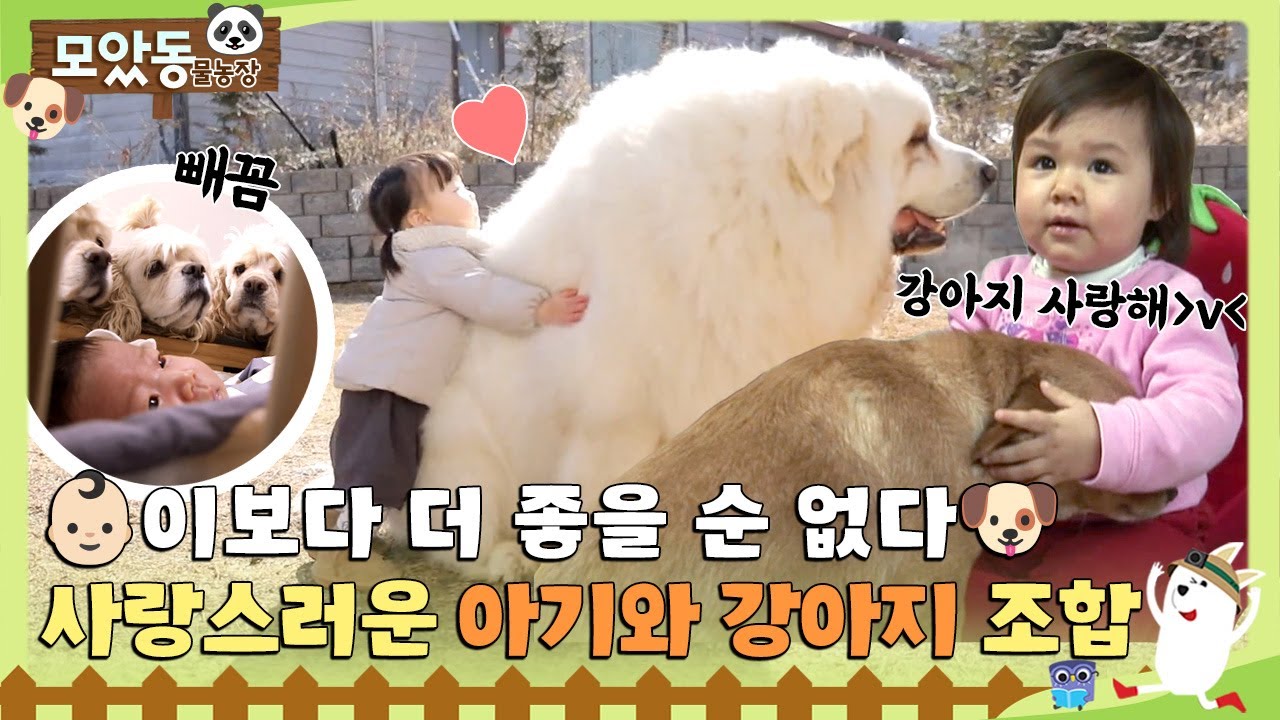 [#모았동물농장] 혹시 여기가 천국인가요?😇 아기와 강아지는 함께 행복하기로 해❤️ #TV동물농장 #AnimalFarm #SBSstory