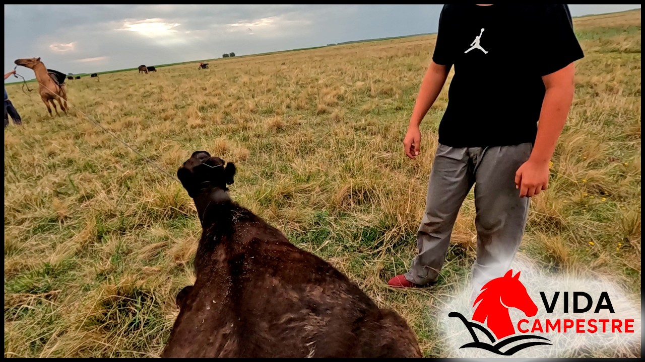 TRABAJANDO LOS ANIMALES CON EL CABALLO EN EL CAMPO