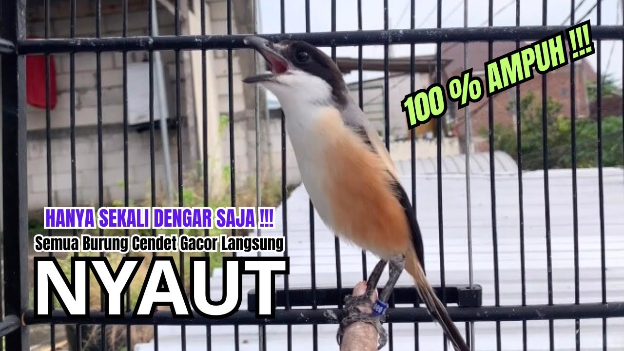 burung cendet gacor NARUNG JITU untuk PANCINGAN CENDET AGAR BUNYI bikin BURUNG PENTET GACOR EMOSI