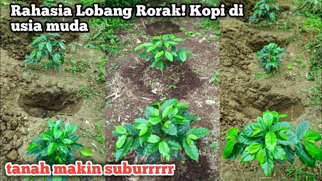 PUNGSI LOBANG RORAK UNTUK KOPI ARABIKA SISTEM PAGAR & PUPUK ORGANIK