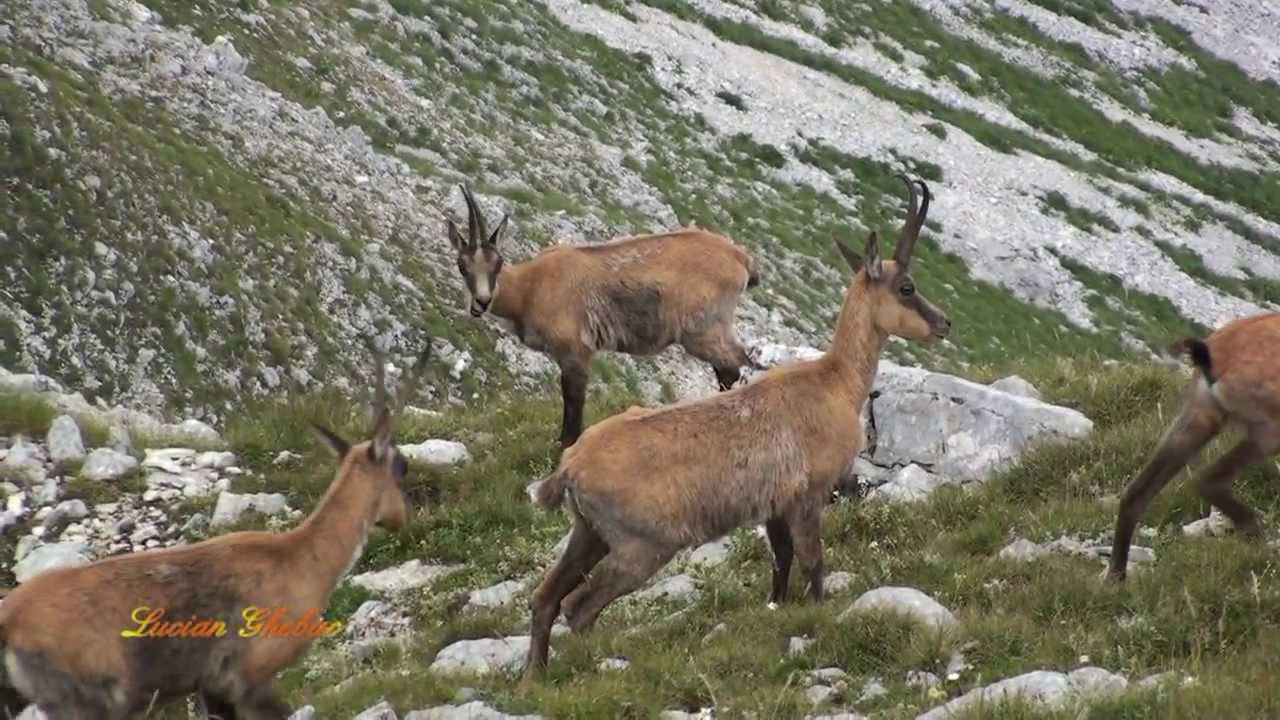 Parco Nazionale D'Abruzzo: L'incantevole Monte La Meta e i suoi camosci
