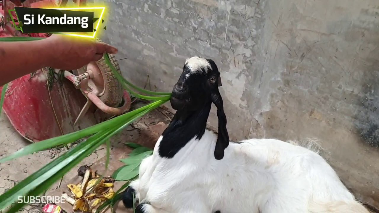 Delok Kandang Bp Muakhir