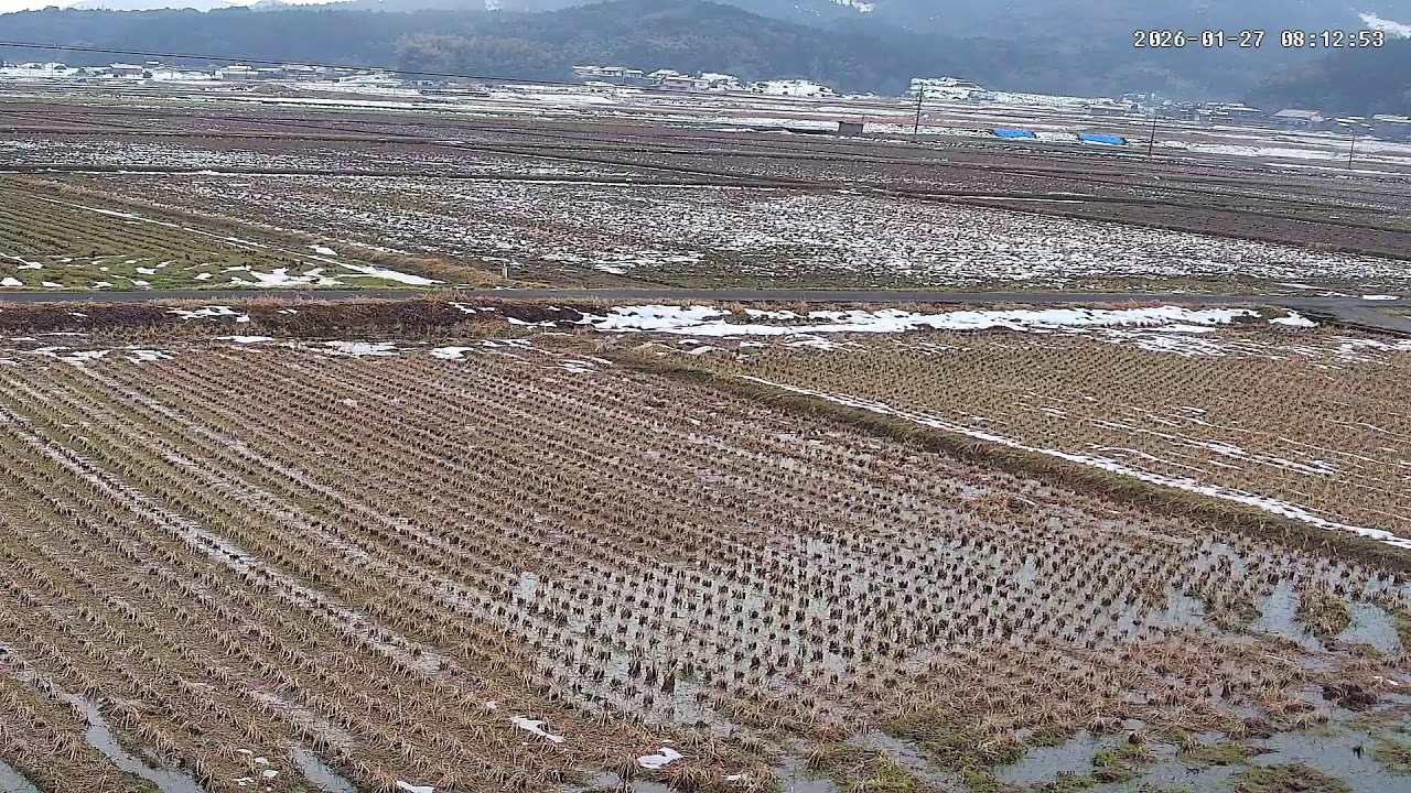 【島根の田んぼ】田んぼの様子をライブ配信中！２４時間いつでも確認できます！｜自然 田舎 緑 癒し 島根県 八なお米穀店（はなお）