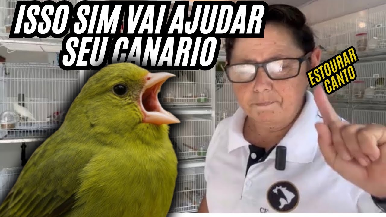 Terminou a MUDA canário não voltou CANTAR, pode ser isso..!