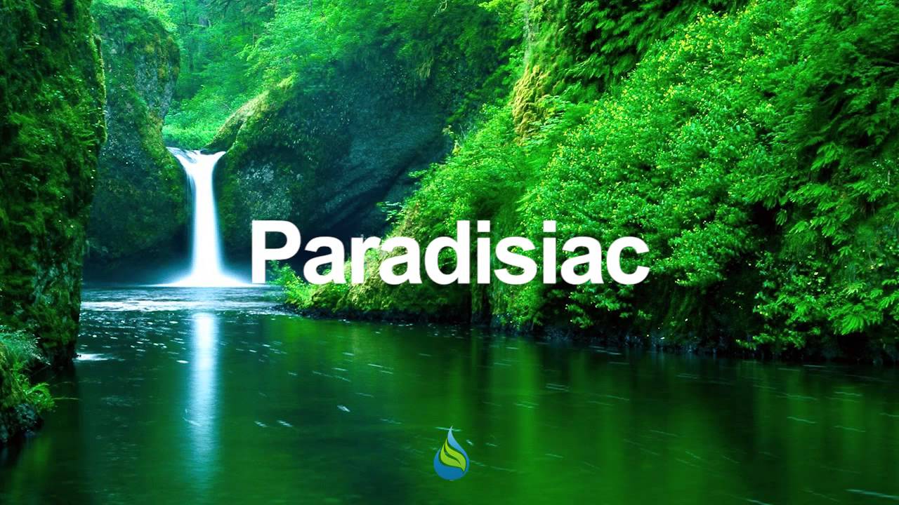 Surfers - Paradise Island