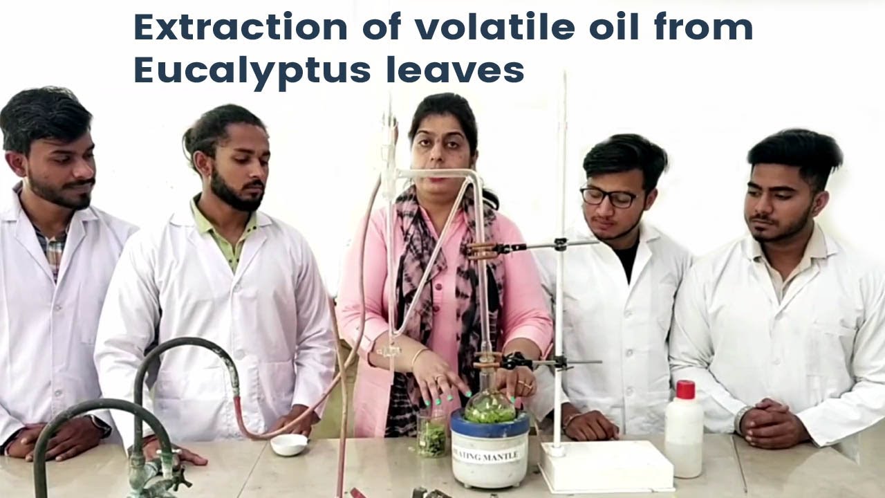 Extraction of volatile oil from Eucalyptus leaves By Divya Kiran | Pharmacy Department