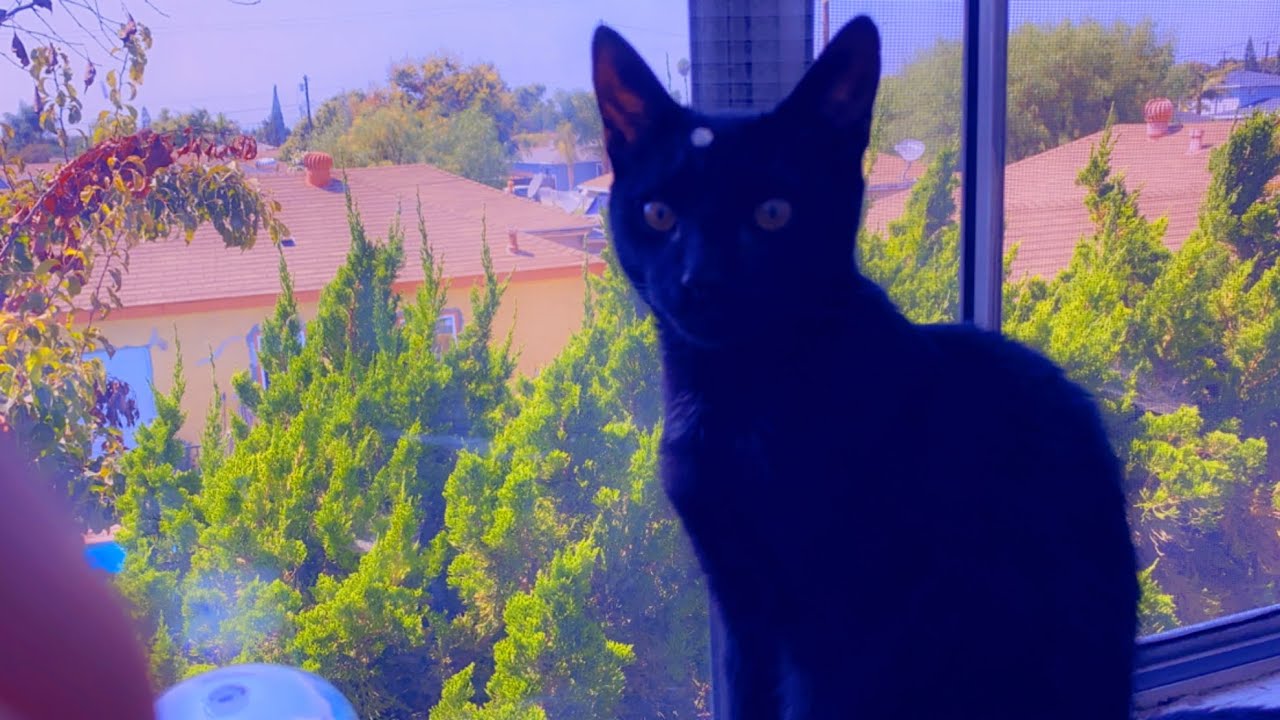 Cosmo Smells Catnip for the first time! (Bombay cat)