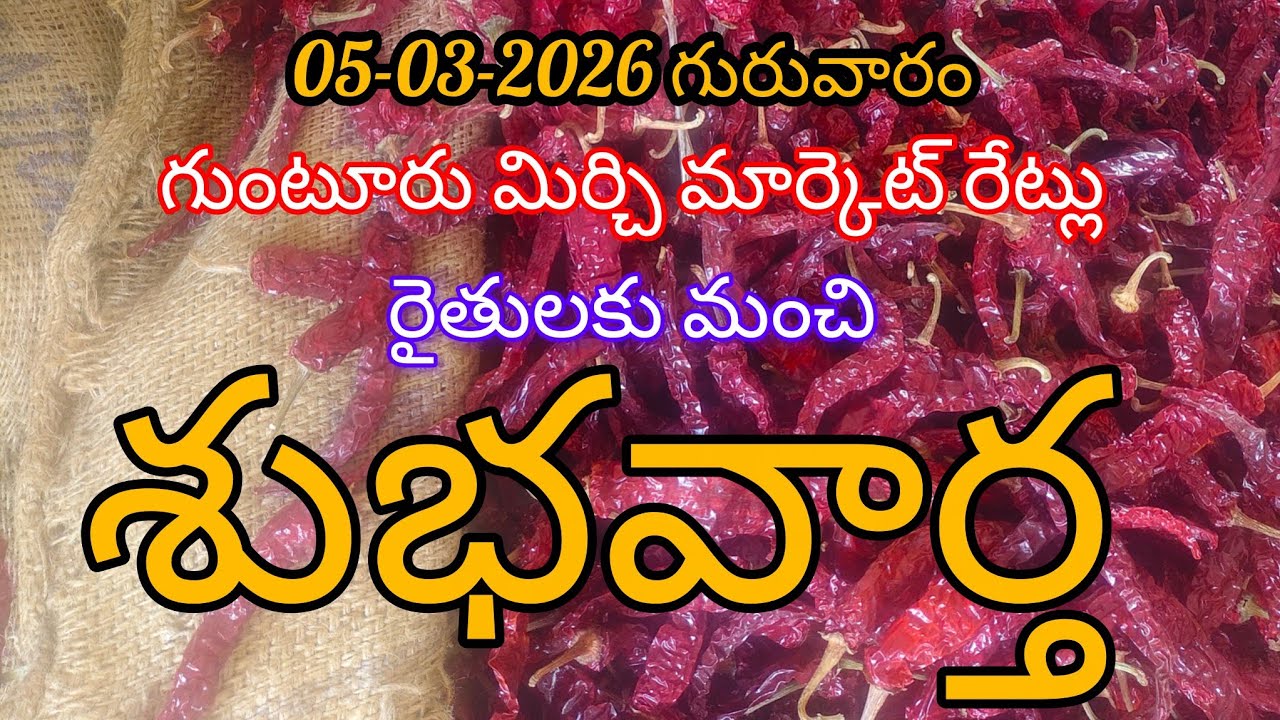 05-03-2026 గురువారం గుంటూరు మిర్చి మార్కెట్ రేట్లు.Today Guntur Mirchi Market Rates 