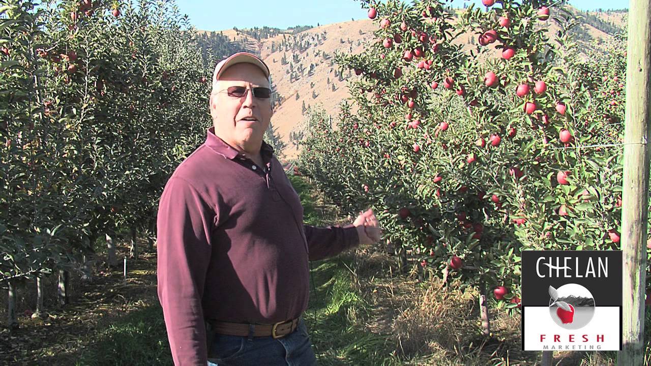 Braeburn Apple harvest in Washington State