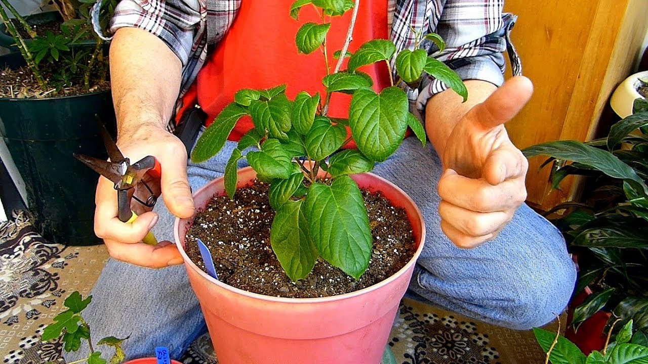 Necessary plant Maintenance with Ray and Rascal