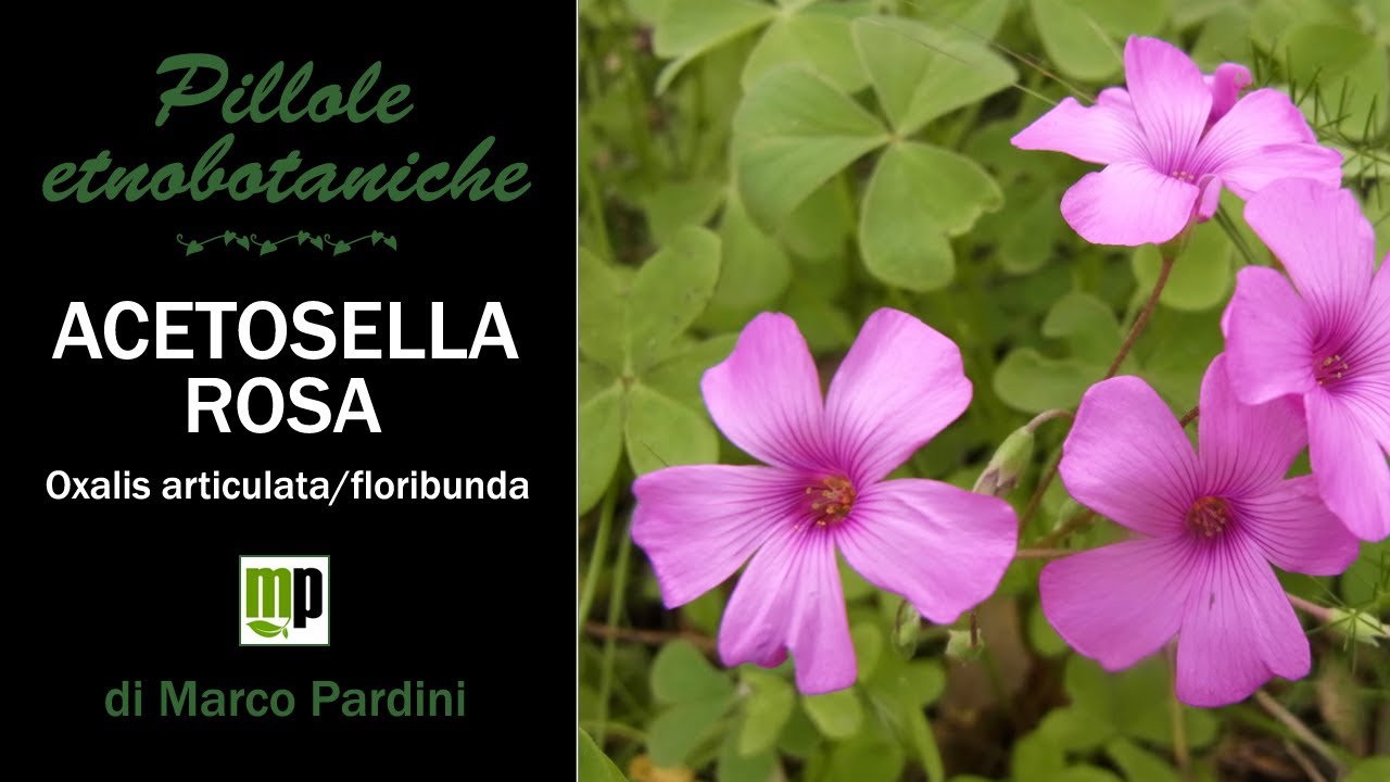 Pillola etnobotanica - Acetosella