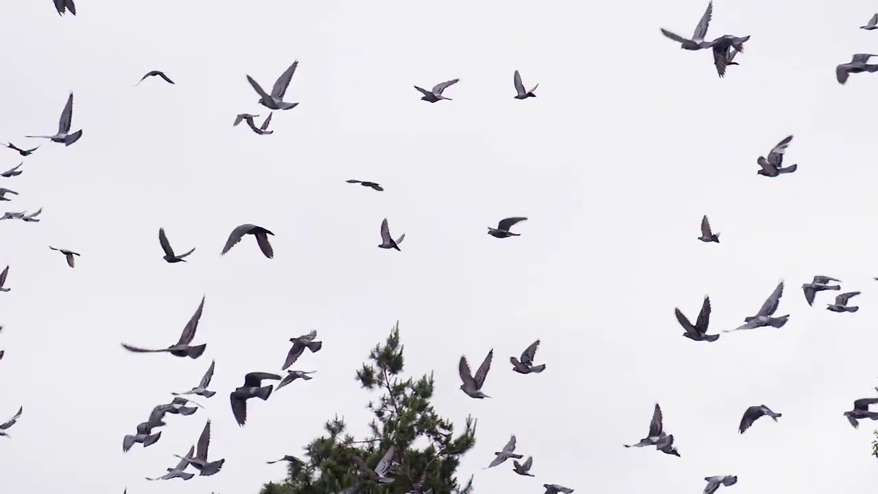 (14) Oración Imaginativa Guiada [Palomas y Deseos] | P. Pedro Gonzalez-Llorente, SJ