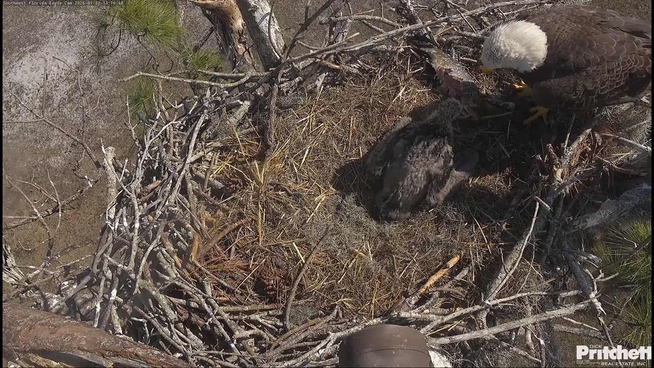 SWFL.Breathless Dad delivers the 2nd fish within the 1h.E26 tries to eat it himself/13:14/2026-01-22