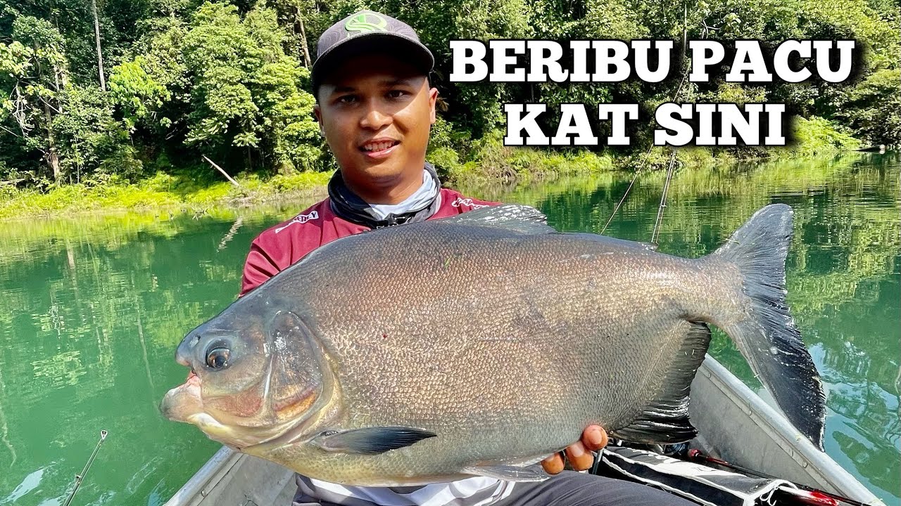 Sewa Bot Pacu Empangan Air Kuning Buat Shimano Stradic FL Menjerit Drag Cair