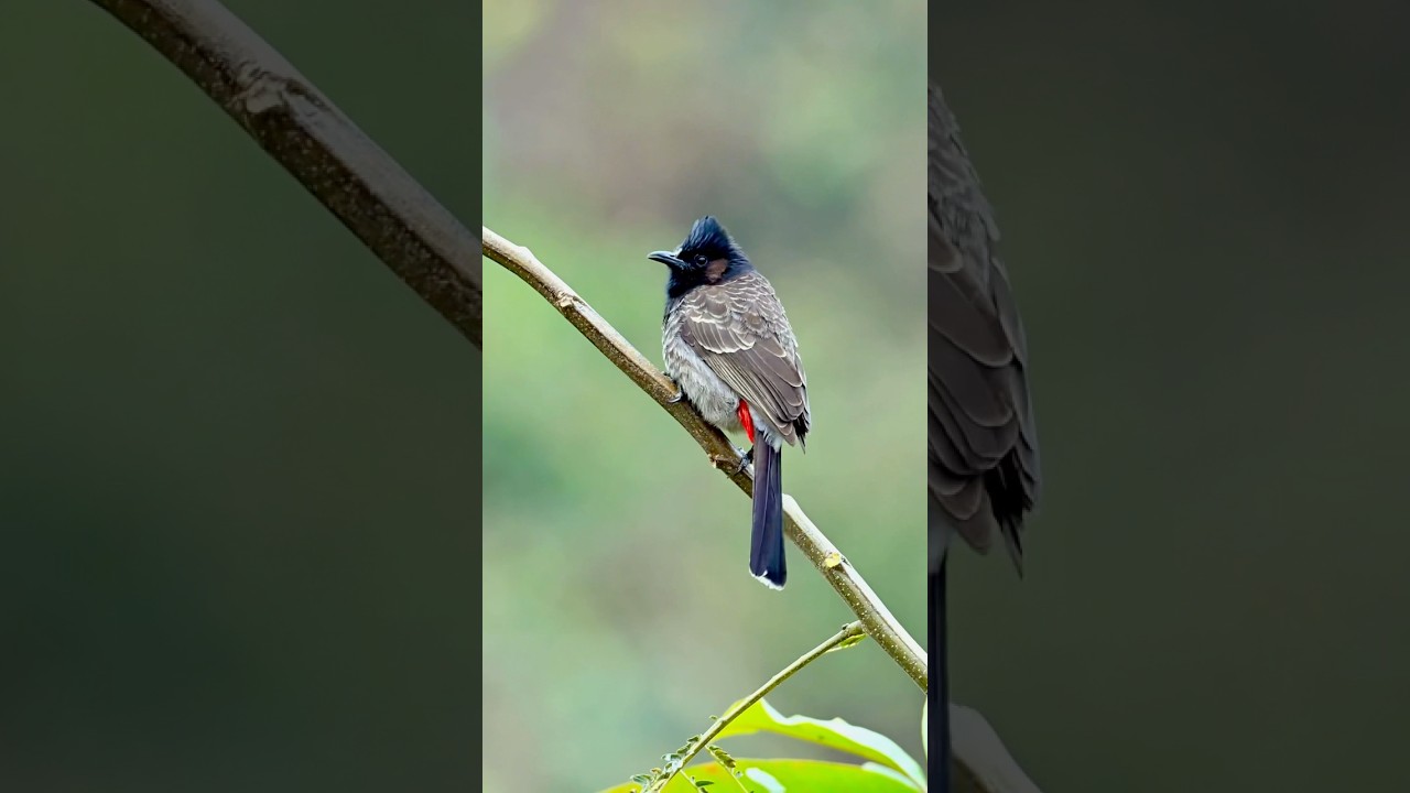 Red vented Bulbul ❤️