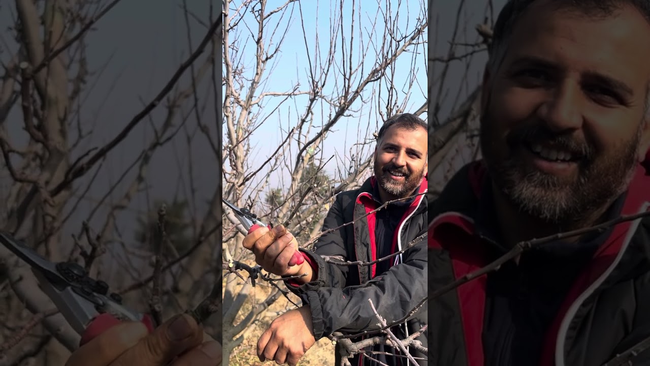 Understanding the pruning basics