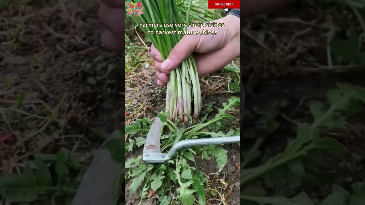 Farmers use very sharp sickles to harvest mature chives