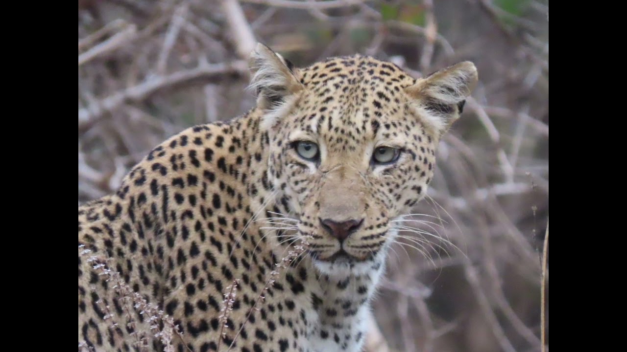 TheBeastAndI at Anabezi in Lower Zambesi N.P. Game drive, fishing, canoe trip. Wildlife