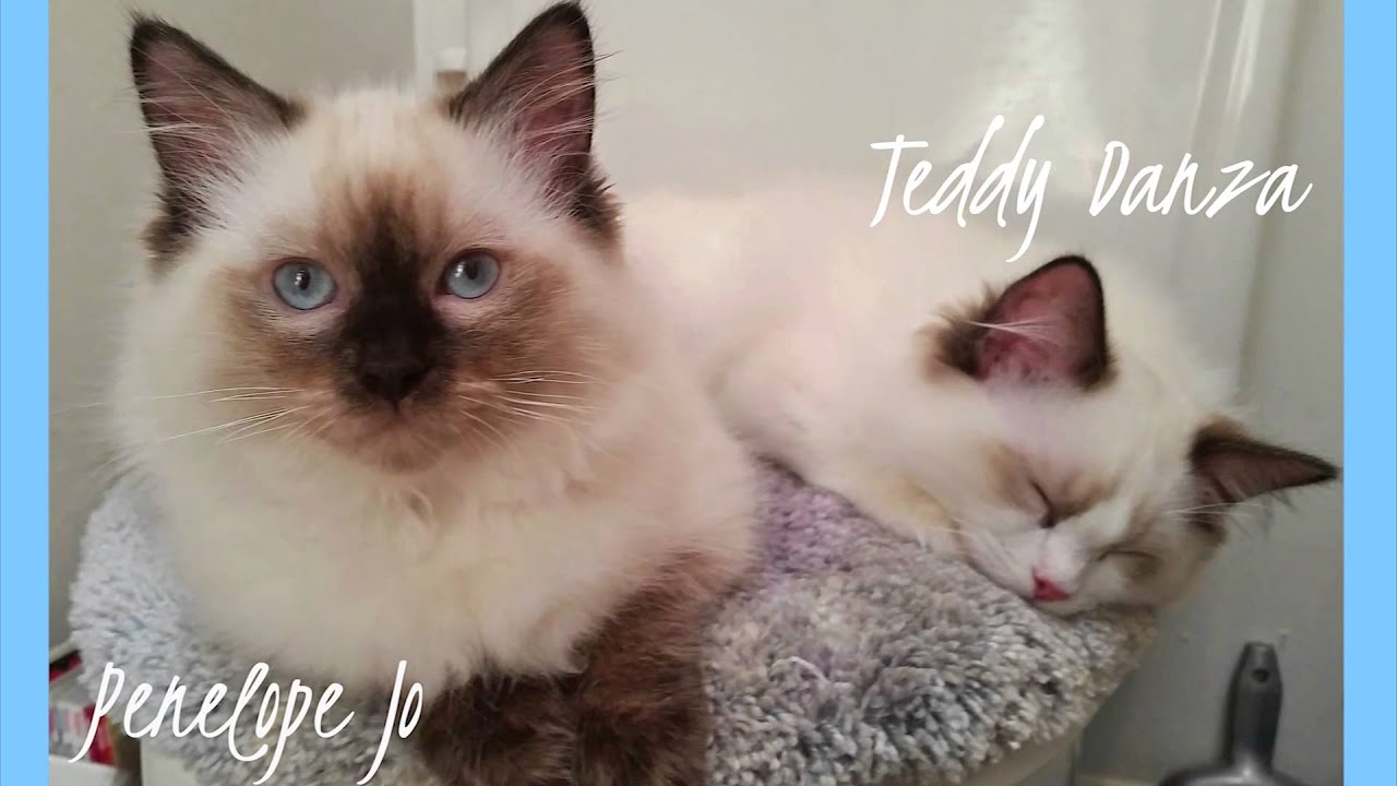 Should Cats Wear E-Collars After a Spay or Neuter?