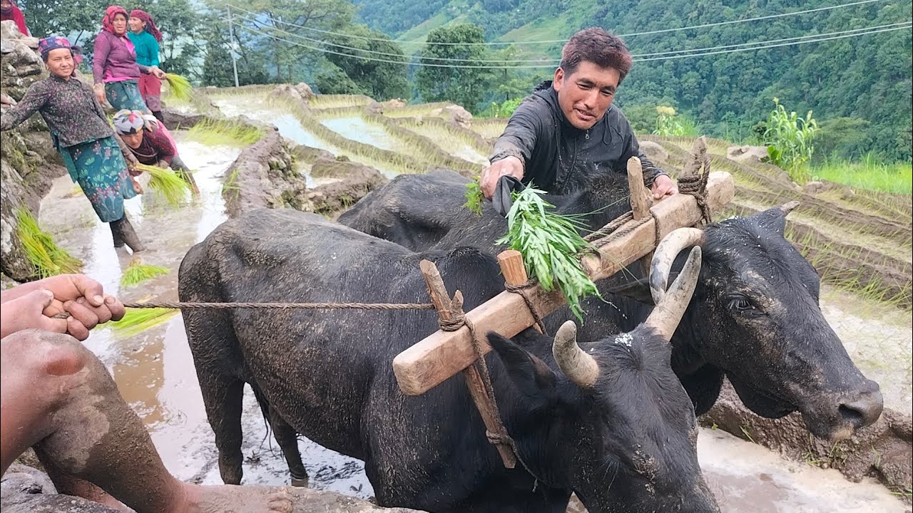रोपाइ सकिएपछि जुत्ने गोरु सुन पानीले चोखाउने चलान ।
