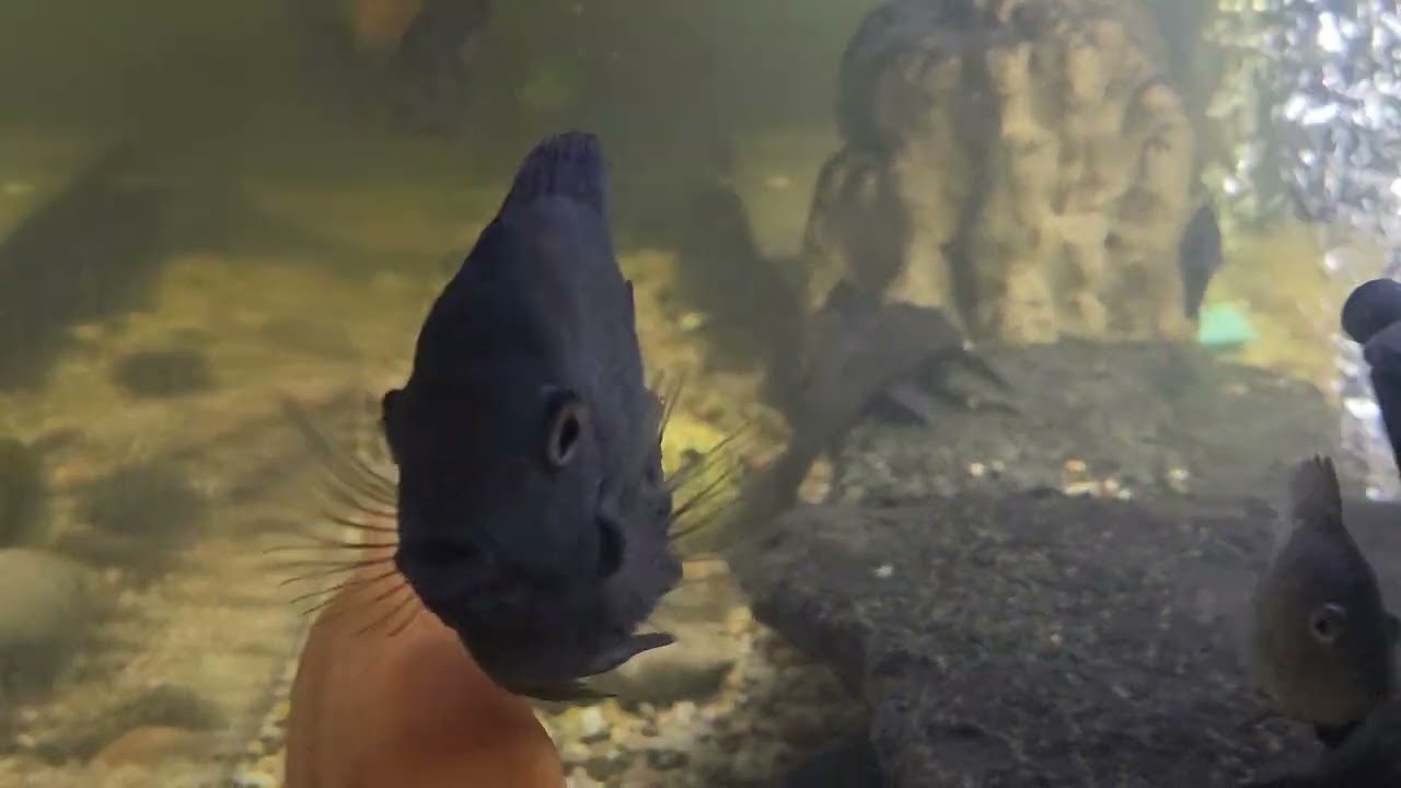 Midas cichlid or Red Devil? Spawning 