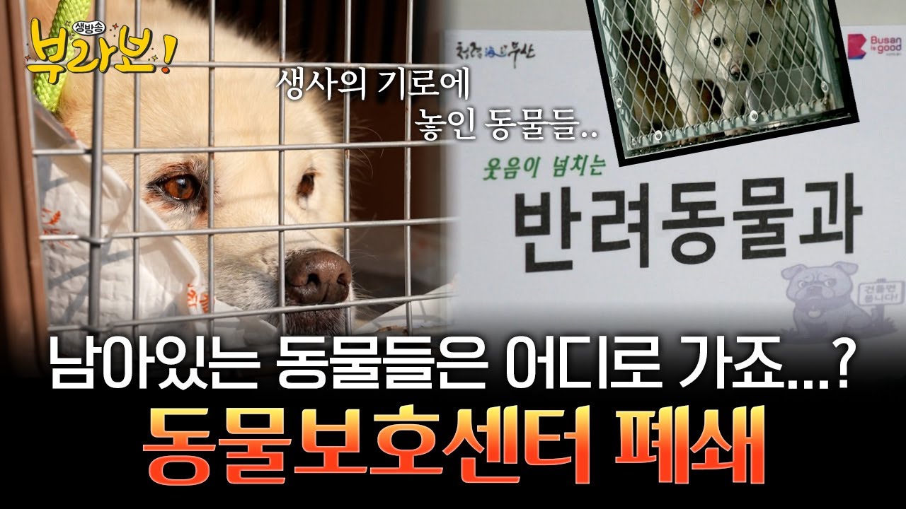 동물보호센터 폐쇄, 남아있는 동물들은 어디로 가죠...?😢 [ 생방송부라보 ] 20260116