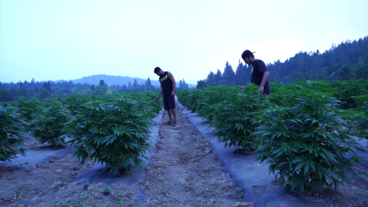 New Kush Hemp E1 aka 