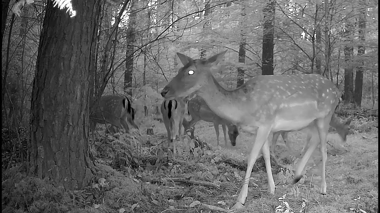 Wildtiere vor der Kamera, im Hardtwald, wild animals around the clock