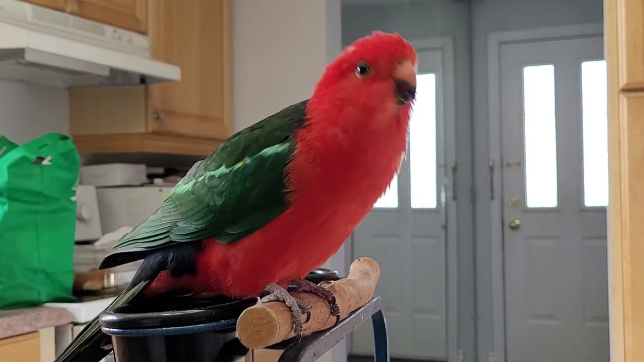 The Many Sounds of a  King Parrot