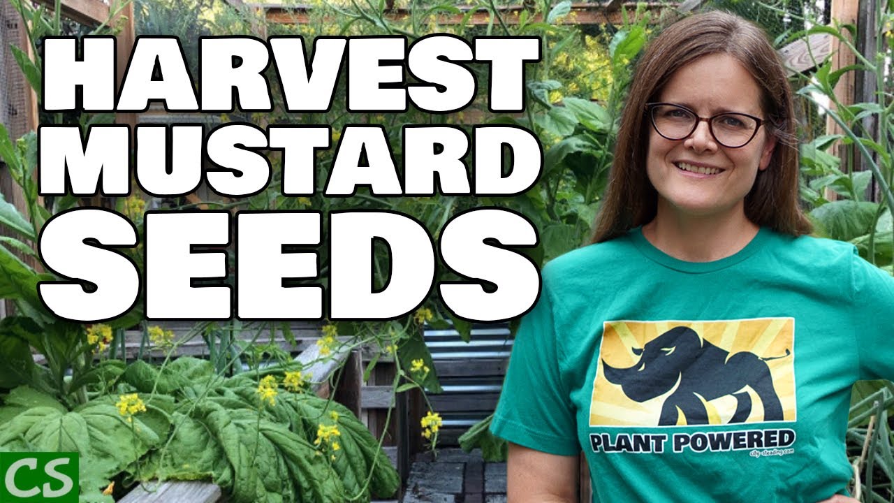 How to Save Mustard Green Seeds - Tips and Tricks