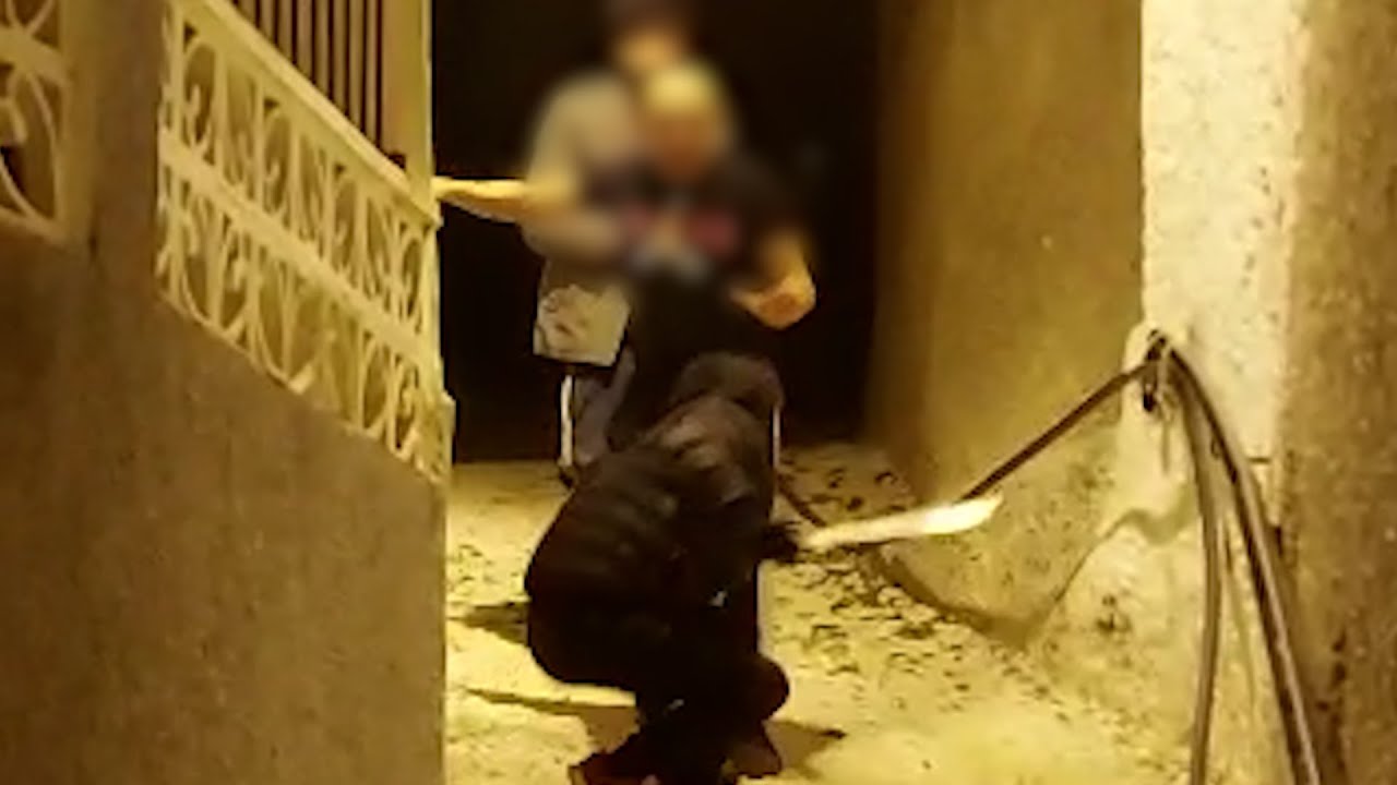 Ladrones conflictivos en Mula