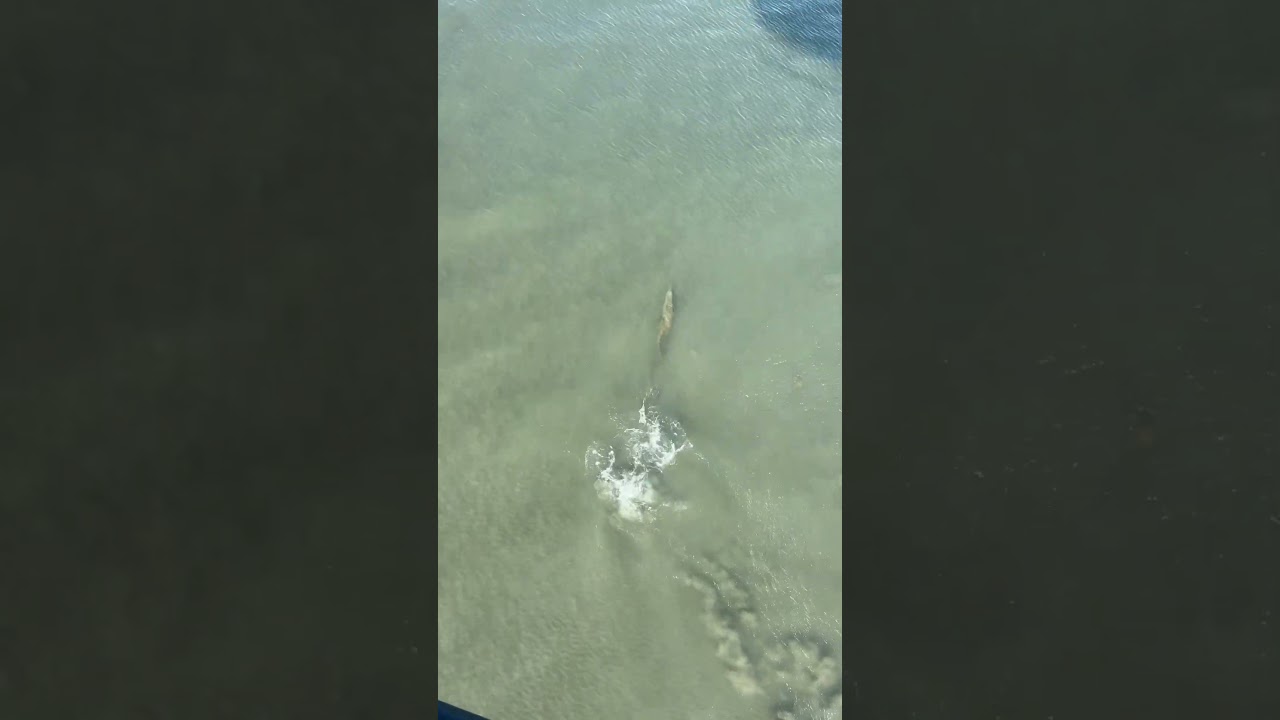 Look at the speed on this little croc! #fvrcontracting #conservation #australia #crocodile