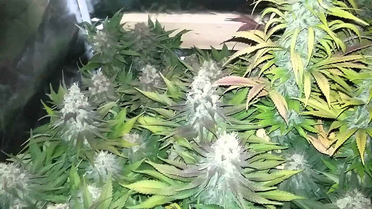 First video full line vegamatrix