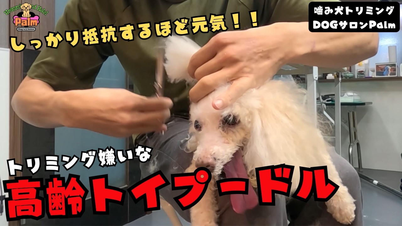 【初来店】トリミング嫌いな１８才トイプードルの元気な抵抗！！