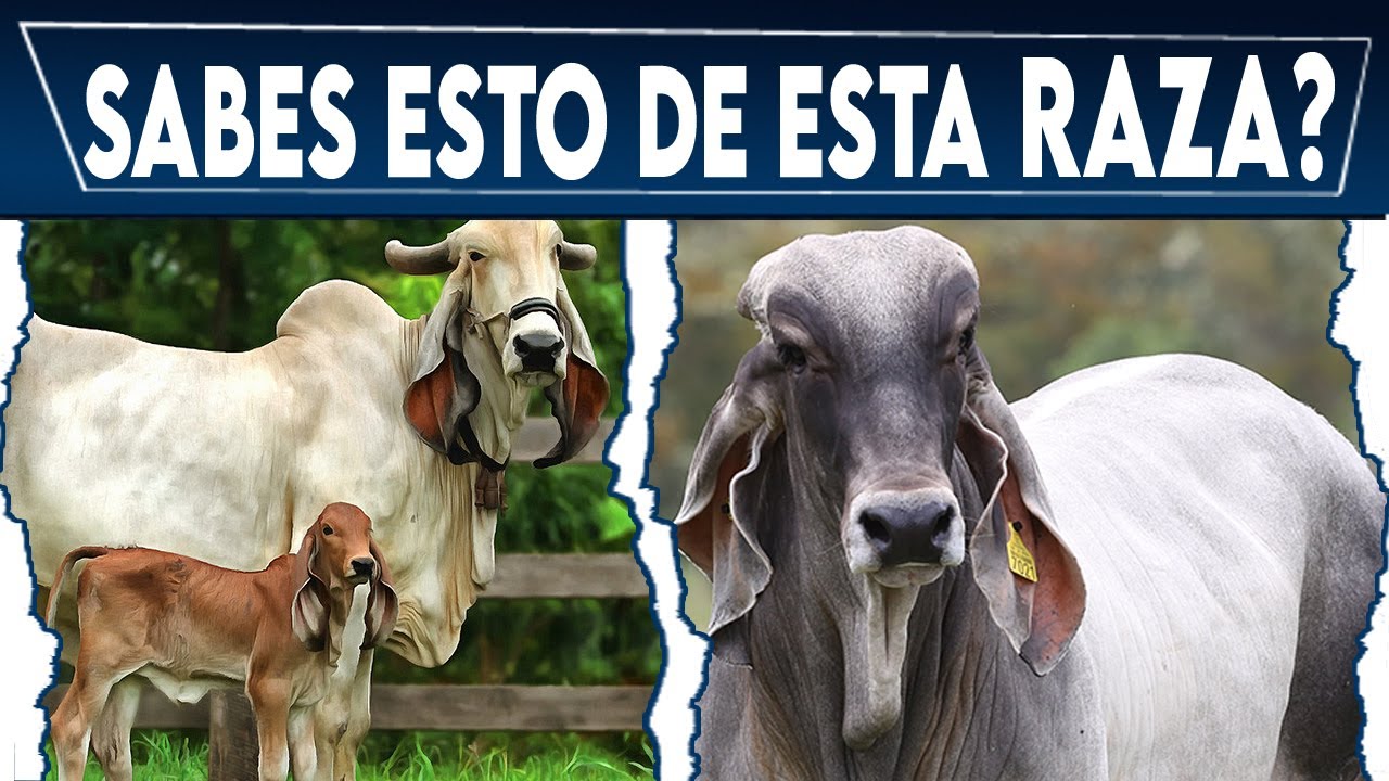 🔴  INDUBRASIL ✅ TODO LO QUE NECESITAS SABER SOBRE ESTA RAZA BOVINA 🏆Crea Tu Negocio Ganadero