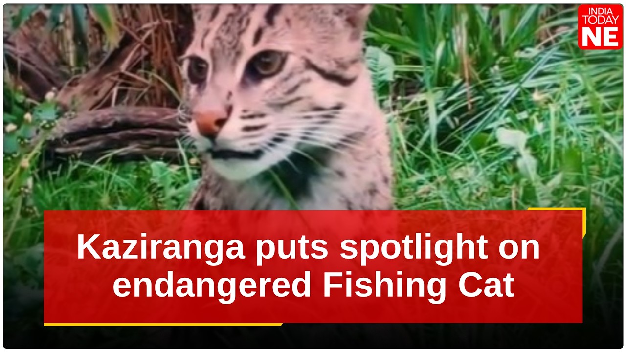Ассам: Казиранга привлекает внимание к находящейся под угрозой исчезновения рыбной кошке: в нацио...