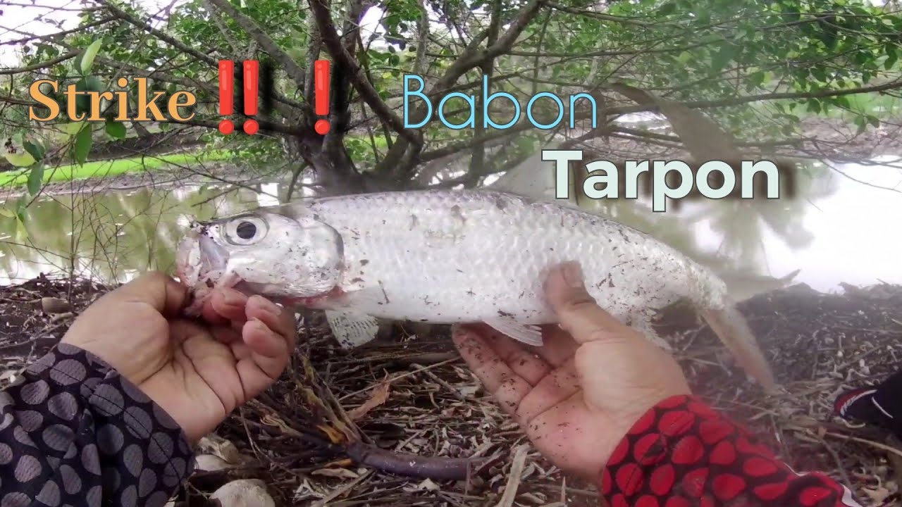 casting ikan tarpon || jackpot babon‼️rell sampai njerit