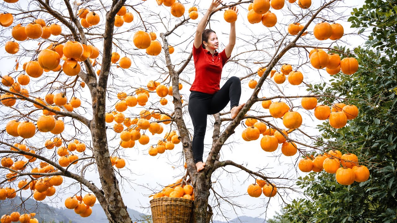 Harvesting 1000 +  Ripe Persimmons In The Forest Go To Market Sell, Gardening & Cooking  | Farm Life