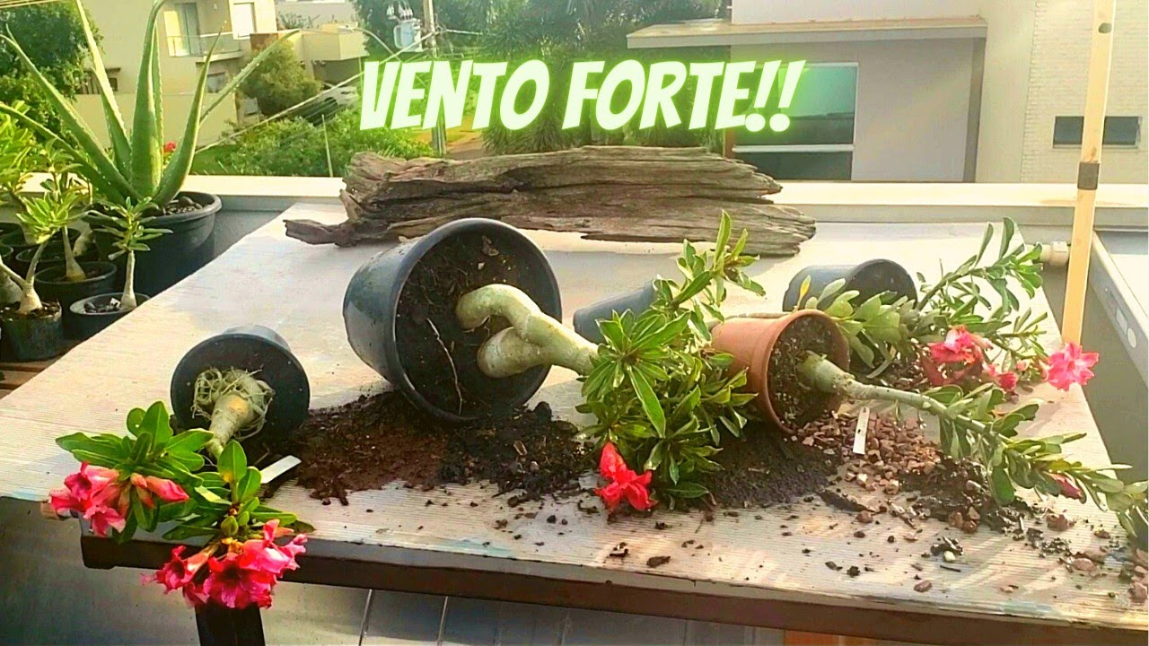 Rosa do deserto -  Nem tudo são flores - Jardim do Márcio