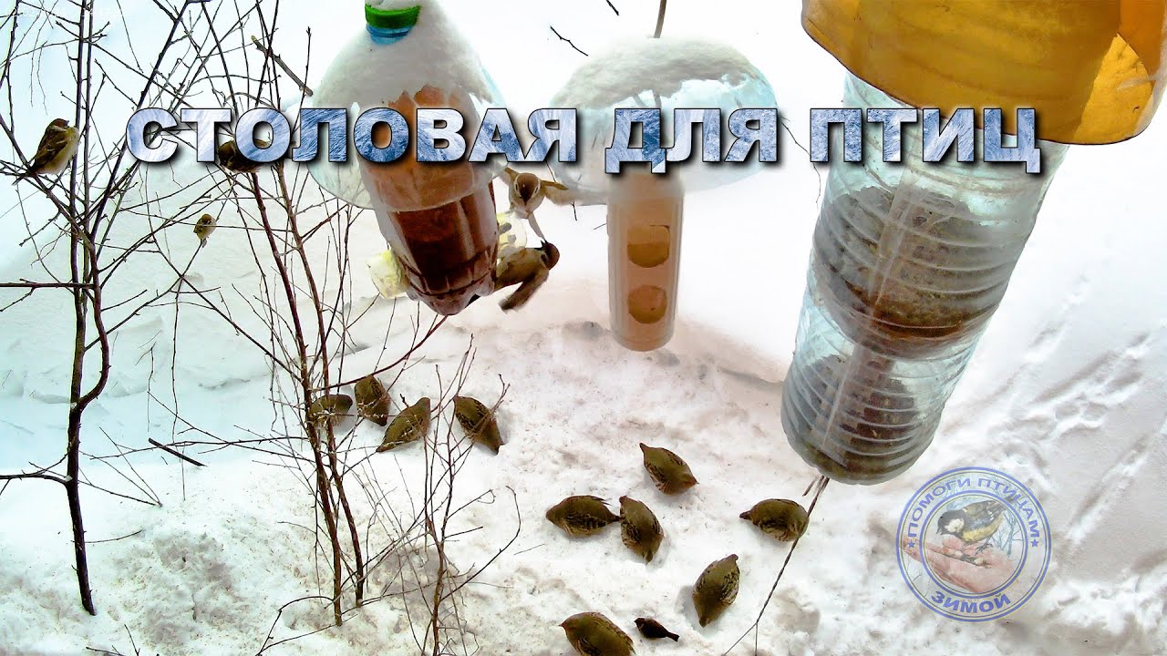 Кормушка для птиц (куропатки) 2 февраля 2026 года (08)