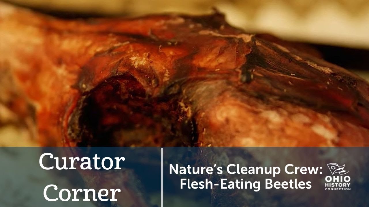 Nature's Cleanup Crew: Flesh-Eating Beetles