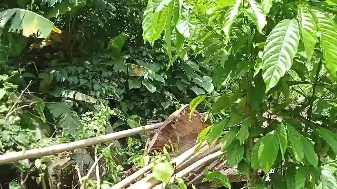 Bertualang jelajang kampung alam desaku