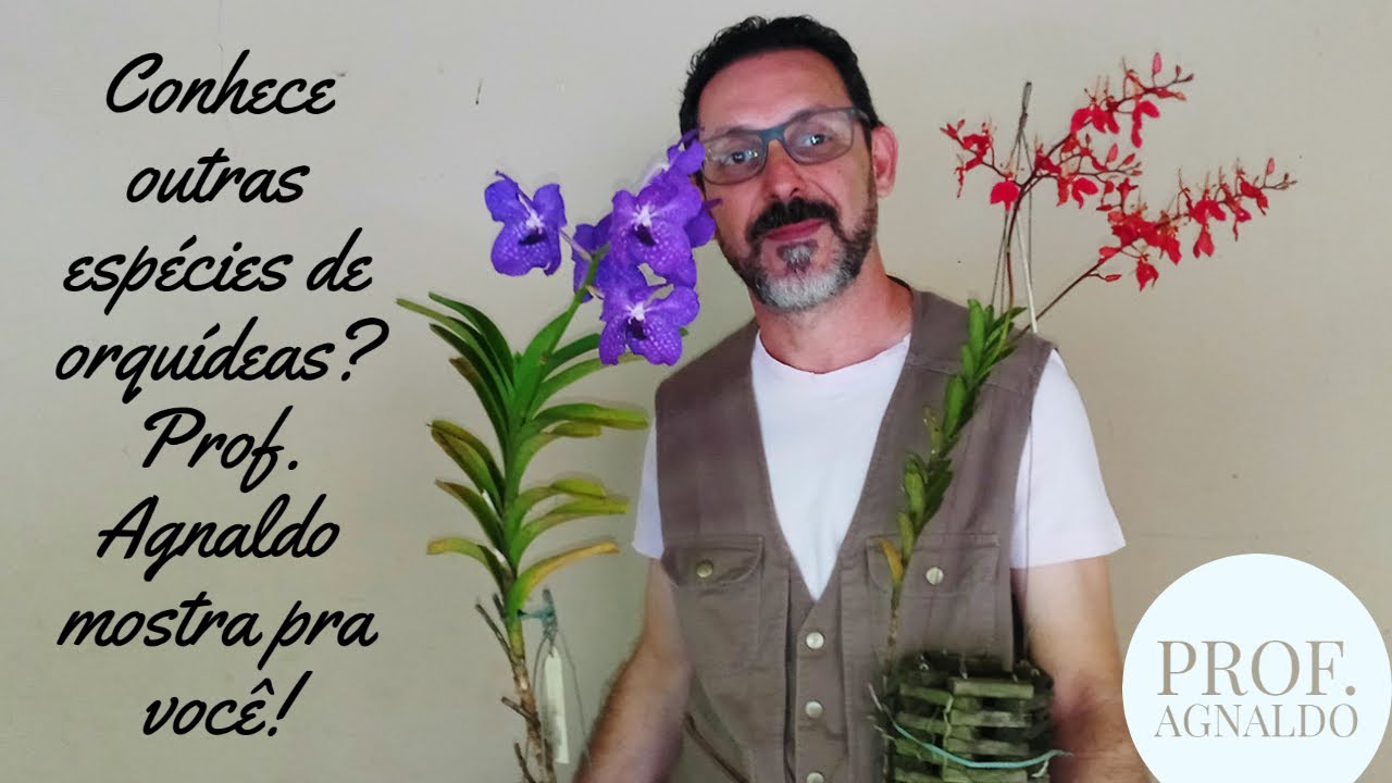 Cultivando espécies diferentes. Você conhece outras espécies de orquídeas além das Cattleyas?