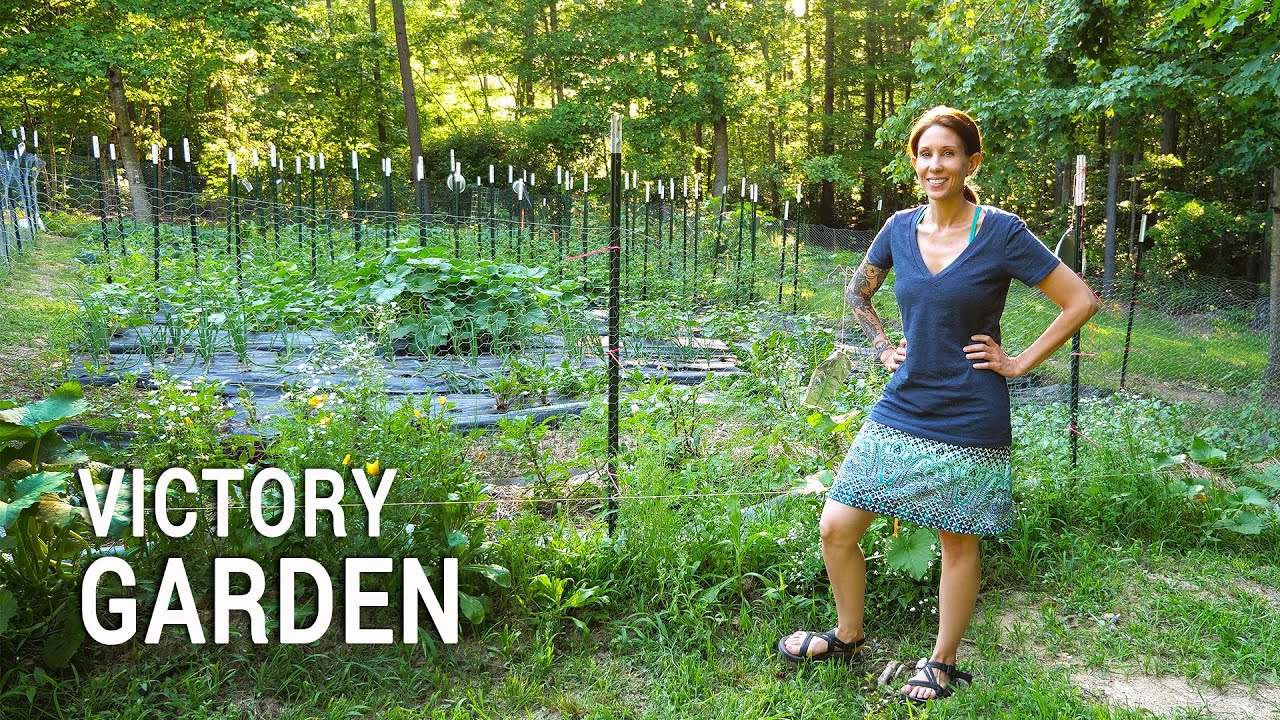 Appalachian Victory Garden: June Update