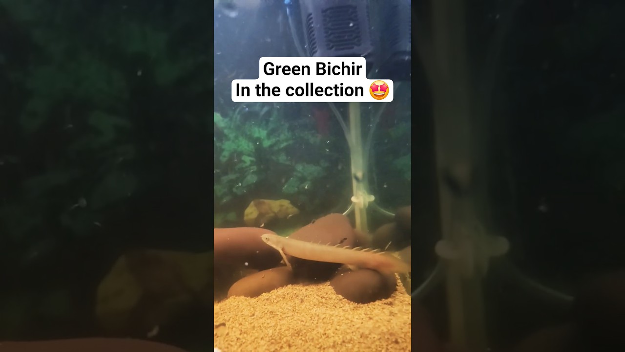 Green Senegal Bichir Added 😍🐉 | Bichir Collection Upgrade! 