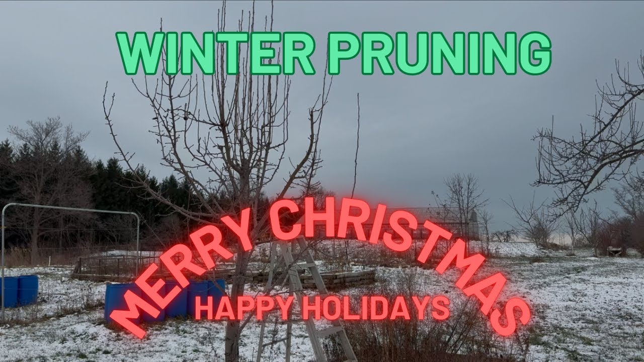 HOW I PRUNE MY SMALL PEAR TO AN OPEN CENTRE IN WINTER