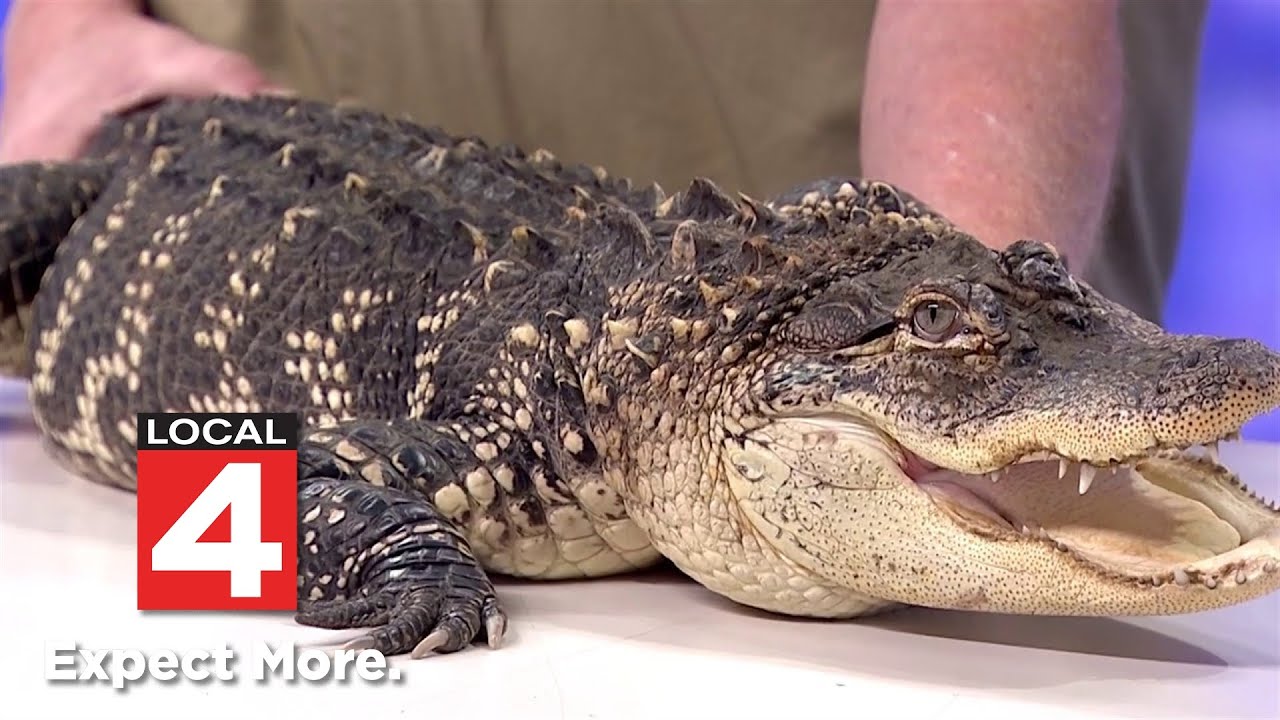 Alligator found in Detroit home being moved to Florida