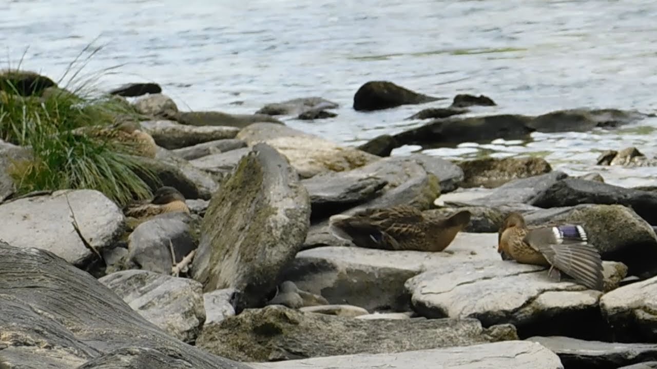 Mallard Ducklings (62 days) spending a cloudy afternoon resting and styling - wider and longer shot