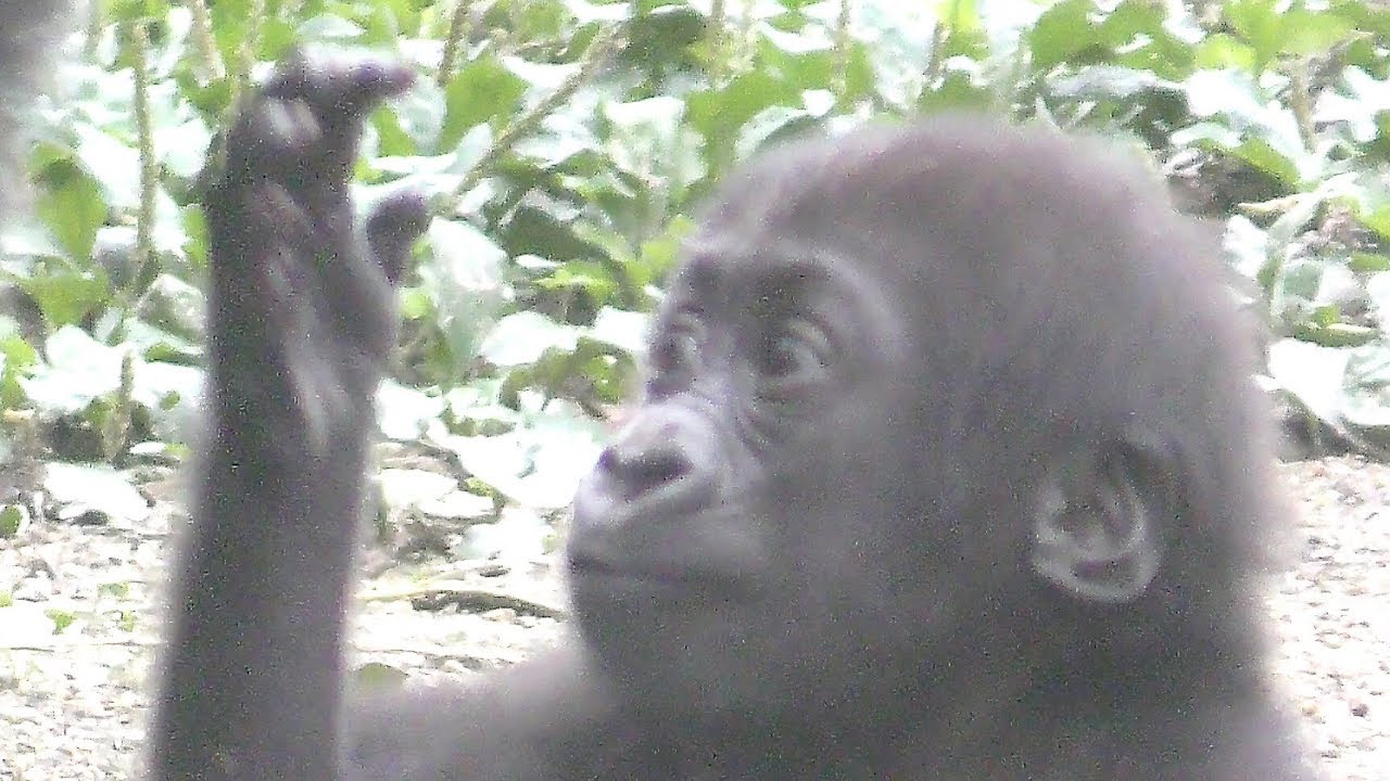 【京都市動物園】キンタロウはママ大好き　Kintaro loves moms