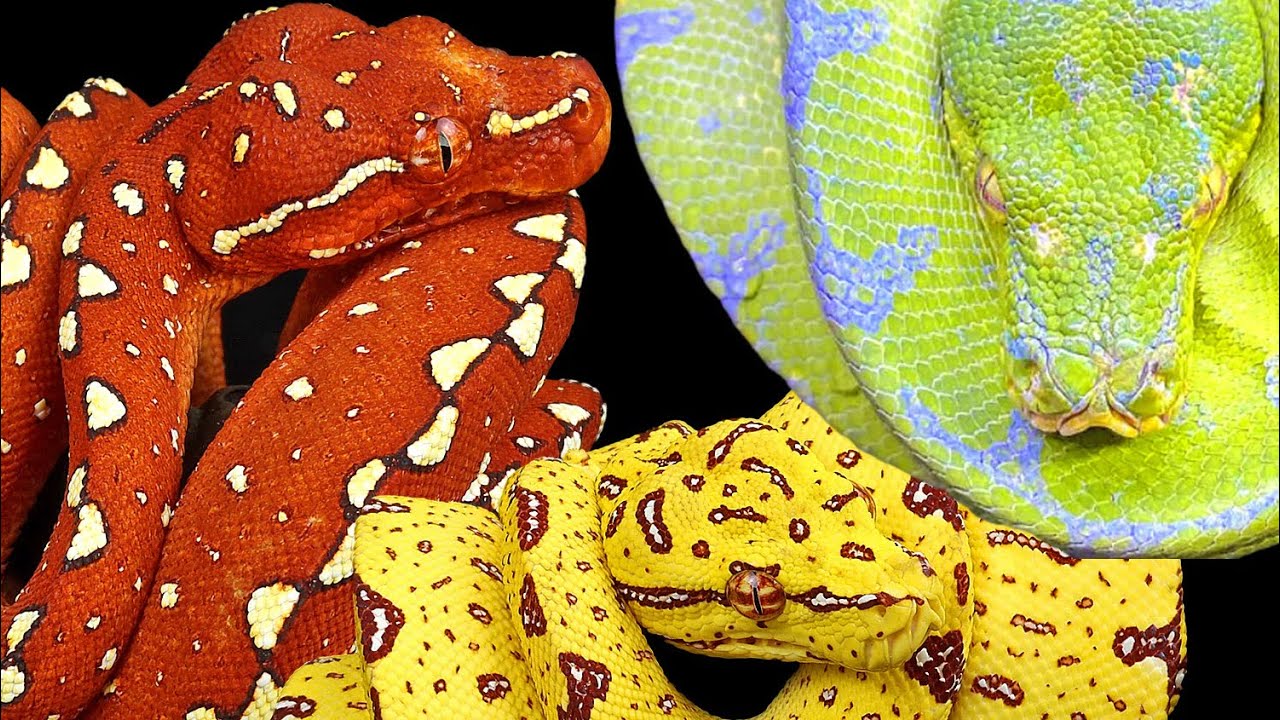 มารู้จักงู Green Tree Pythonกันกับ BKK Reptiles & MonstersEight #bkkreptiles #greentreepython